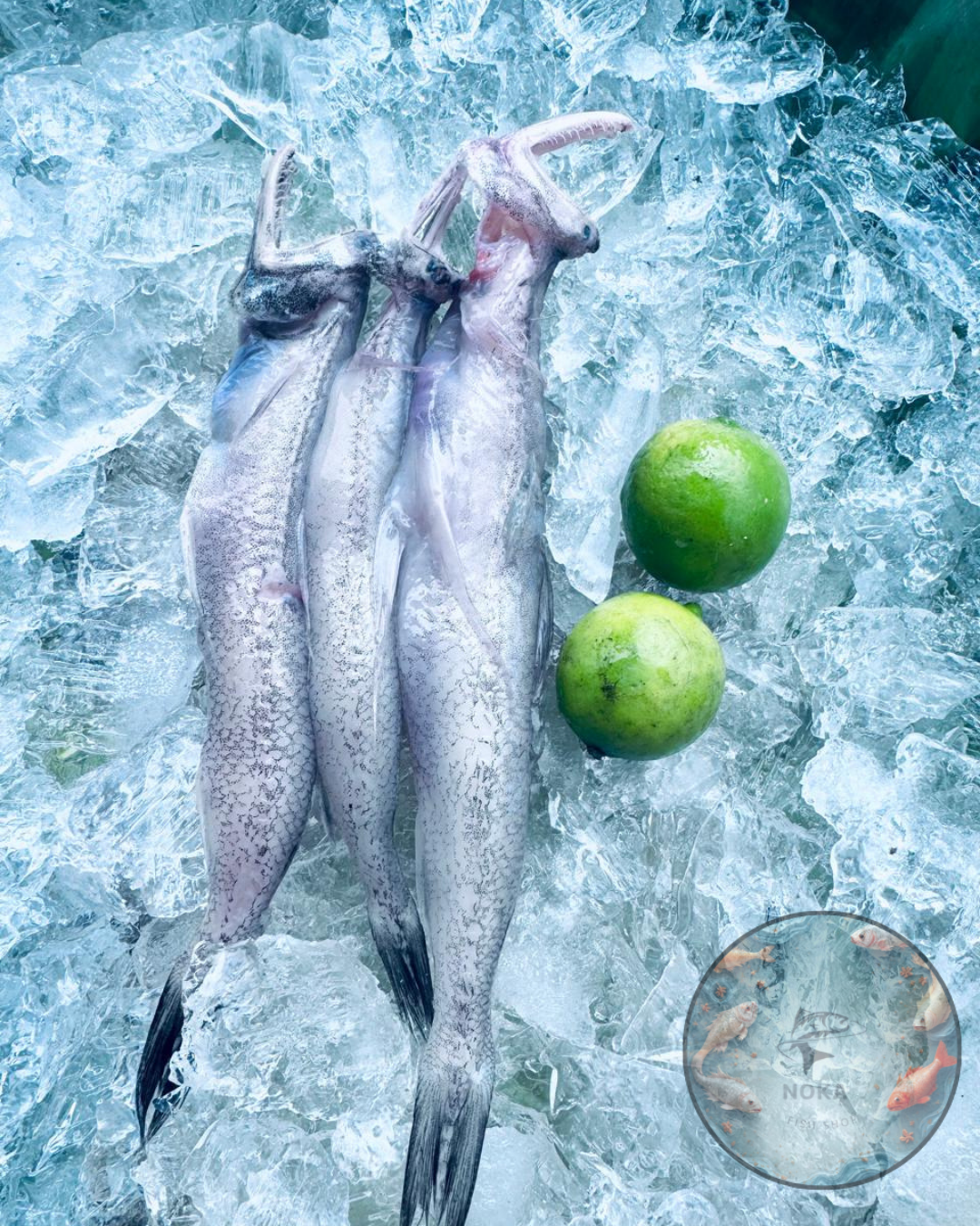 Fresh Bombay Duck (Bombil) 500 gram 190 rs