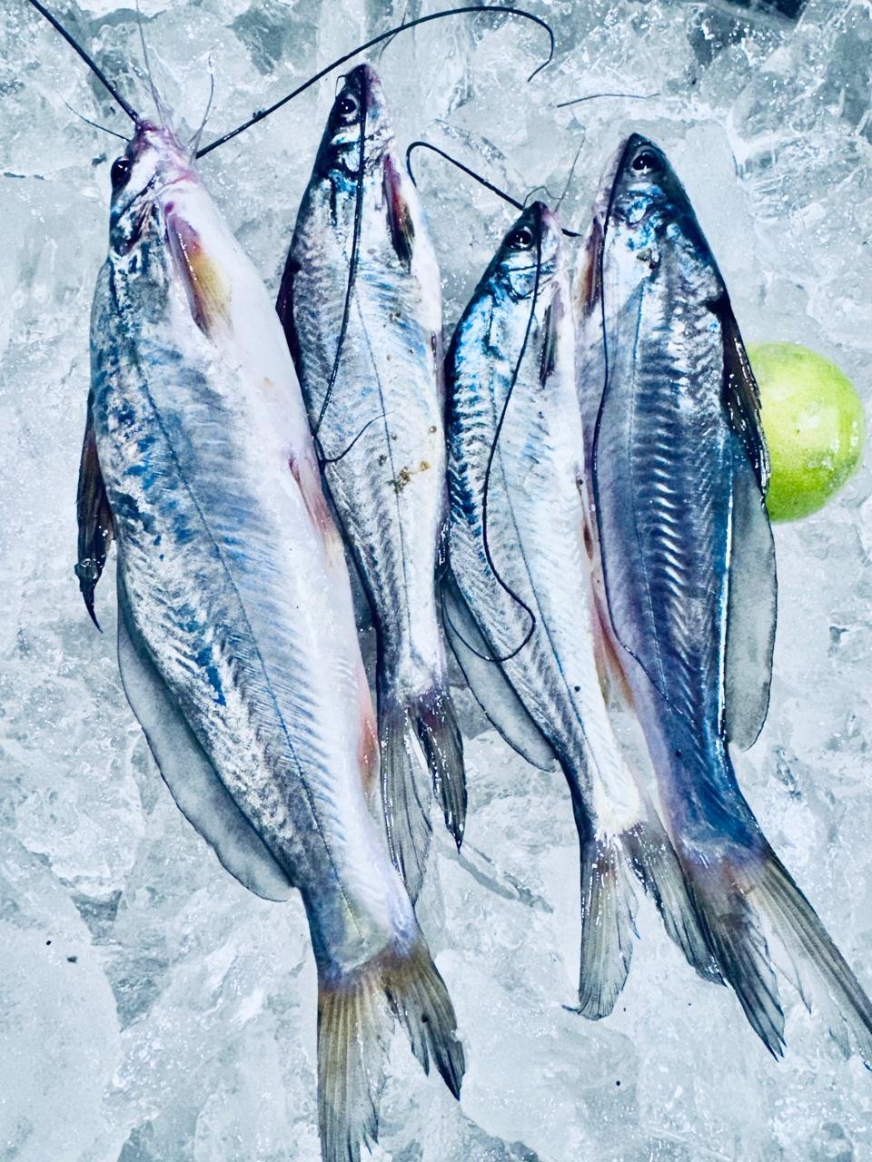 Fresh Catfish (Singhara/Tangra)