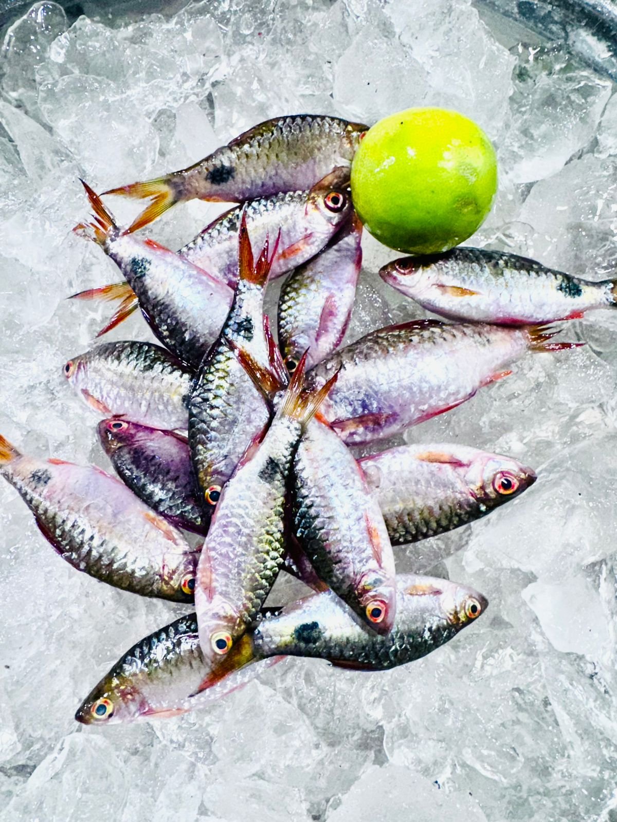 Small Puthi/Sidhri fish