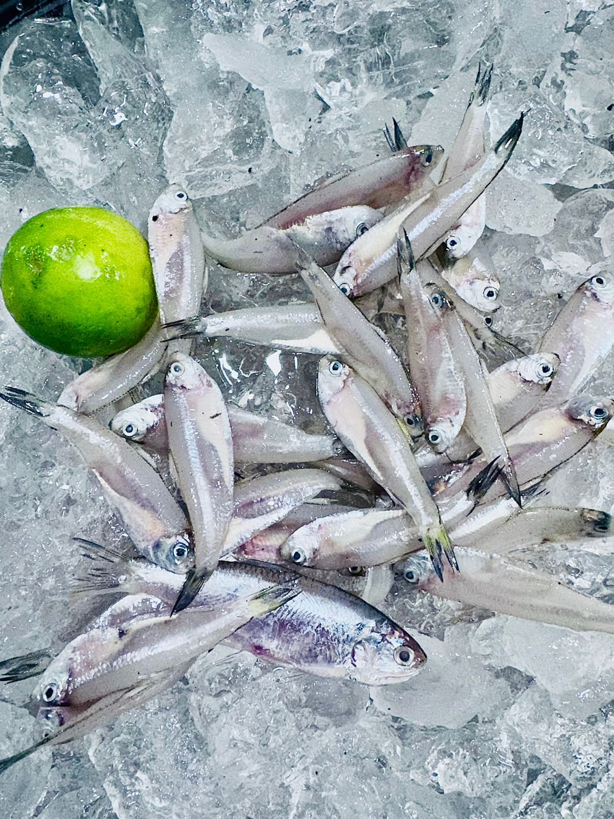 Fresh Morola {500 grams 200rs}