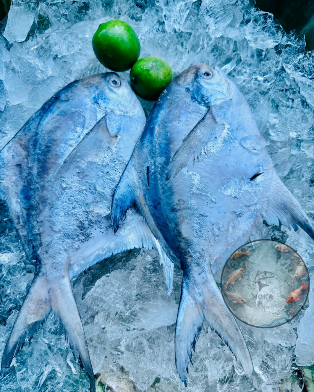 Fresh Paplet (Pomfret)