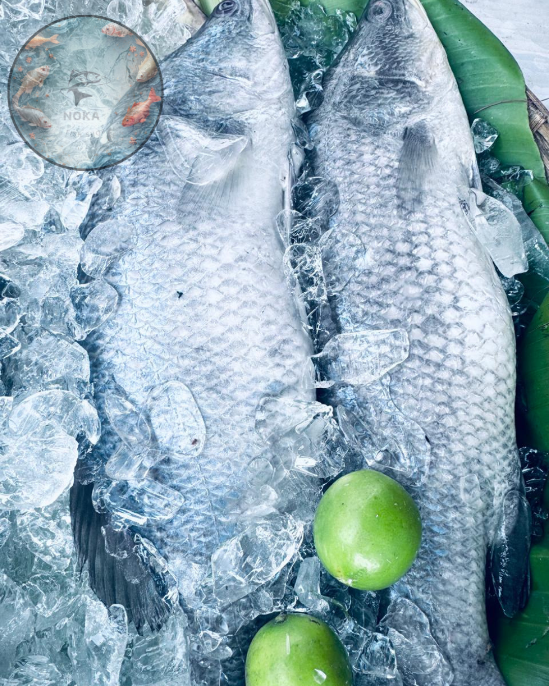 Fresh Sea Bass (Bhetki) Size 1to 2 kg