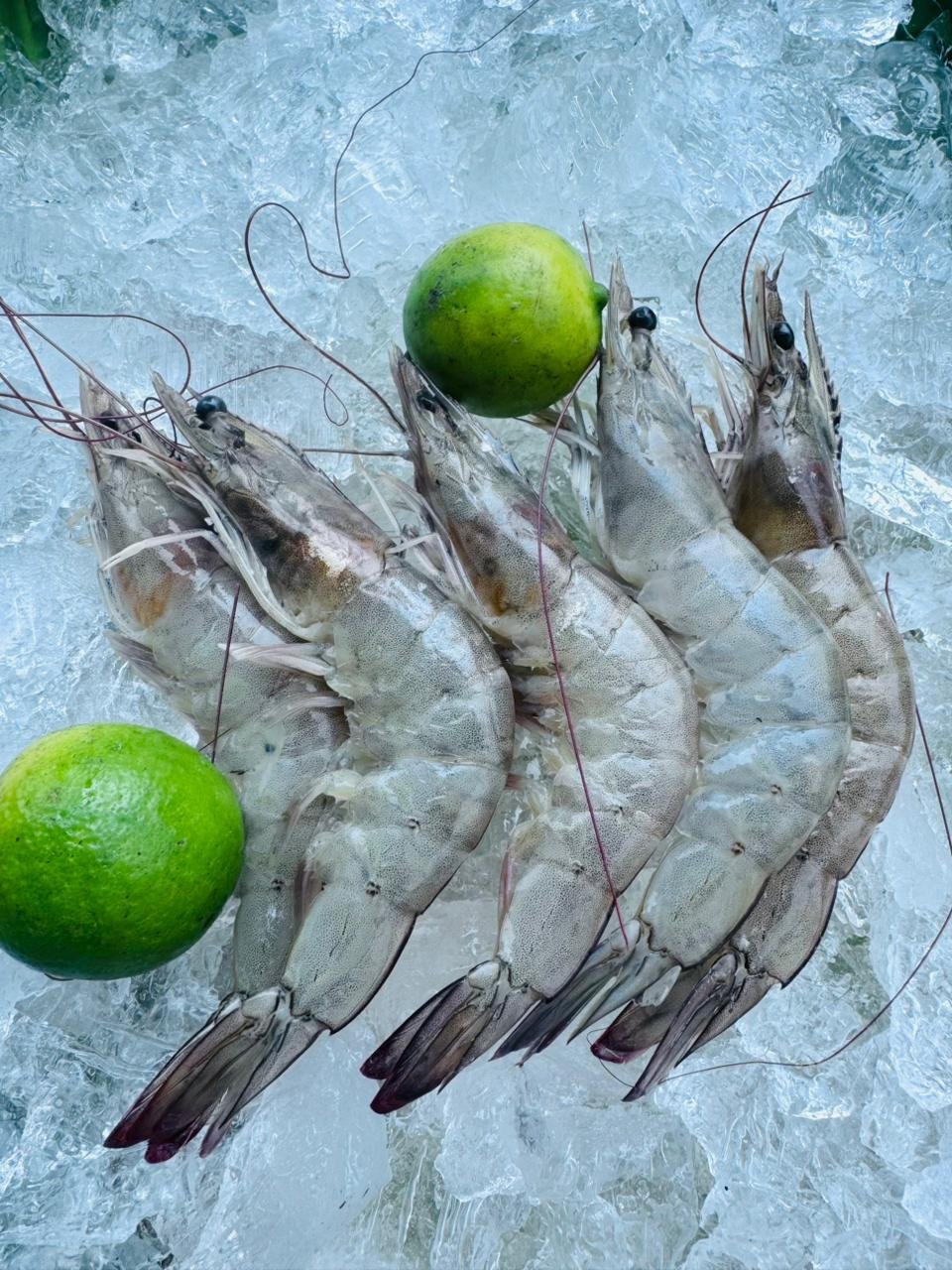 Fresh Jhinga (Prawns) – Premium Quality Seafood